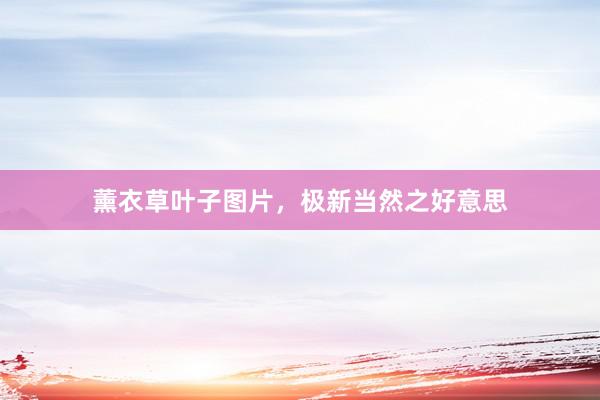 薰衣草叶子图片，极新当然之好意思